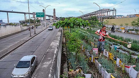 From pots to plates: How Cebu City is pushing food security