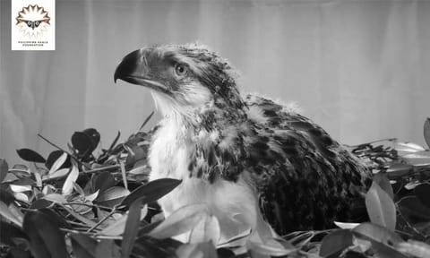 'Riley' dies of bone disease