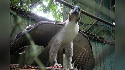 ‘Dagitab’ adopted anew