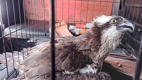 Raptor rescued in Zamboanga del Sur town