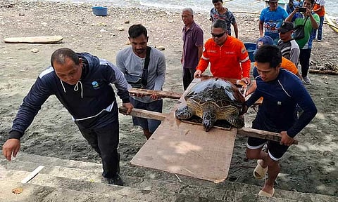 A 56-kilogram female green sea turtle was rescued on May 2, 2025, in Samal Island after being found weak and floating by the Coast Guard Station Island Garden City of Samal (CGS-Igacos), in coordination with the Philippine Coast Guard Auxiliary (PCGA).