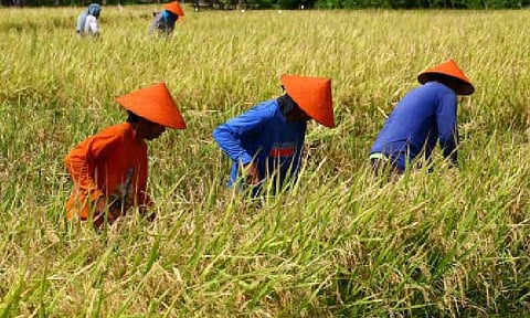FOOD PRODUCERS. Farmers work in a rice field in Barangay Hubangon, Mahinog, Camiguin on May 1, 2024. Department of Agriculture Secretary Francisco Tiu Laurel Jr. on Monday (May 5, 2025) called for the fast delivery of programs supporting local farmers and fishers in the country. (PNA photo by Joan Bondoc)