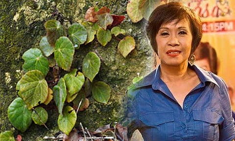 Filipino biologists have discovered two new species of “Begonia” from the lush forests of Davao Oriental, located within the Eastern Mindanao Biodiversity Corridor (EMBC), one of the Philippines' most biologically diverse regions. One of the species was named after veteran broadcaster Doris Bigornia.
