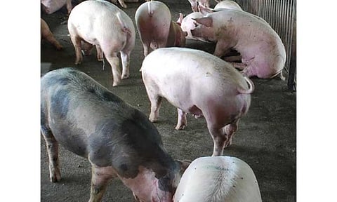 UNREGISTERED HOG FARMS. The Department of Agriculture, through the Bureau of Animal Industry, issued show cause orders to nine hog farms in Central Luzon for allegedly operating without necessary permits. (Photo courtesy of DA)