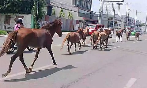 A herd of runaway horses trotting through the busy streets of Davao City on Monday, June 9, 2025, has captured the attention of Dabawenyos after videos of the seemingly surreal scene went viral online.