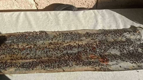 Poultry farm sa Catmon gimandoan
pagsulbad sa naguba nga mortality pit 