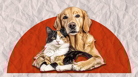 Binuhi’ng iro, iring sa Lapu-Lapu iparehistro