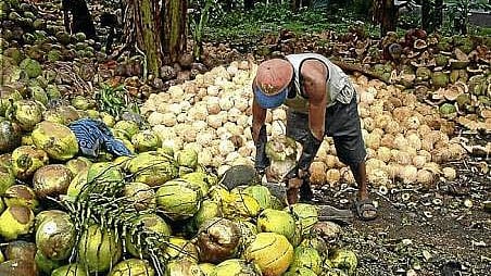 (Manny Piñol Facebook)