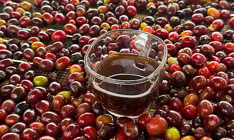 Beyond the cup: A journey through Davao’s coffee trail