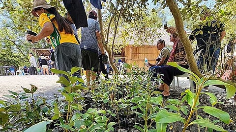 'International Mangrove Day' sa Gensan gisaulog pinaagi's pagpananum