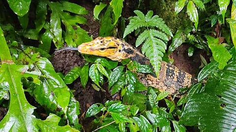 8 wildlife species released in Zamboanga del Norte