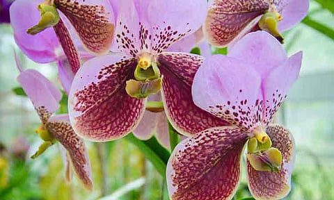 The Floriculture Industry of Davao, Inc. (Fidi) is intensifying its push to boost the production and conservation of Vanda sanderiana, more commonly known as Waling-Waling, an orchid species endemic to the Philippines and one of Davao City’s most enduring cultural icons, especially during the annual Kadayawan Festival.