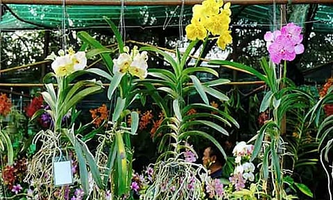 Floriculturists group rues fading interest in orchids, houseplants