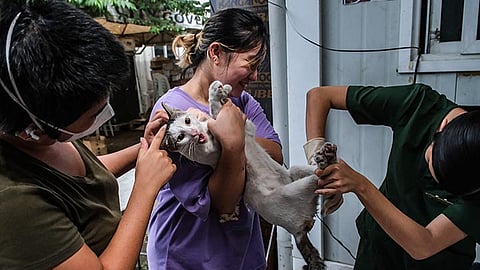 Int’l Cat Day sparks feline rescue mission