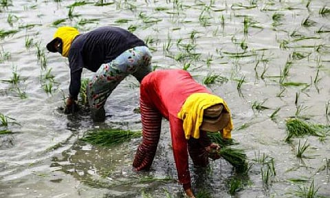 FARMERS RECOVERY. Workers take advantage of the fair weather in San Miguel, Bulacan in this June 7, 2024 photo. The Department of Agriculture (DA) on Thursday (August 14, 2025) expressed optimism that farmgate prices of palay (unhusked rice) will start to rebound during the upcoming wet harvest season. (PNA photo by Joan Bondoc)
