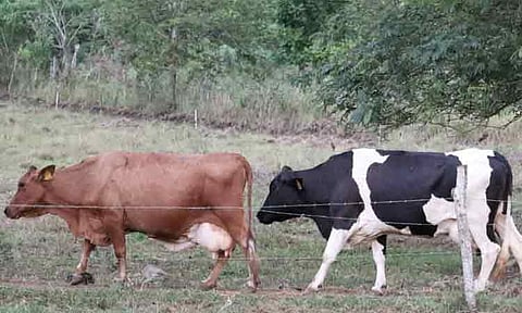 DA bans import of cattle, buffalo from France, Italy due to LSD