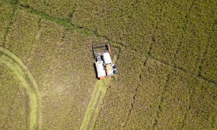 DA seeks rice import ban extension