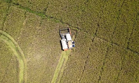 REDUCING PALAY LOSSES. Ongoing farming activity in this undated photo. The Department of Agriculture (DA) on Monday (Aug. 18, 2025) said effective flood control projects may help reduce the annual production loss in the rice sector during typhoons and other weather disturbances. (Photo courtesy of PhilMech Strategic Communications Group)