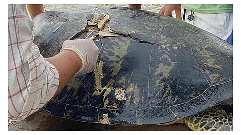 Pawikan samdan, gi-rescue