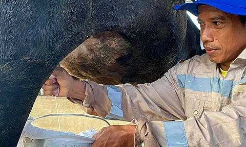 Key features of the MooManage app, created by young Davao innovators to make dairy herd management easier and smarter for farmers.