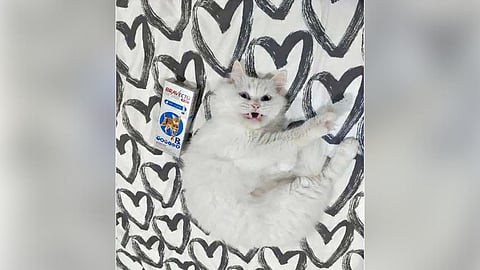 Here today, gone next month? Not with Bravecto® Plus!