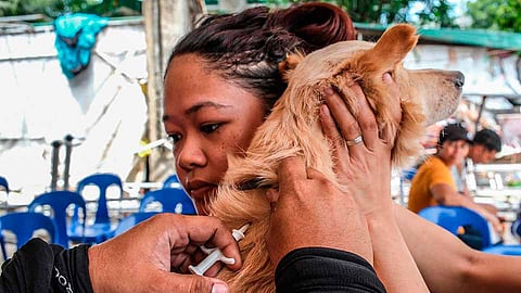 MICROCHIPPED. A dog receives a microchip tracker during the launch of the Department of Veterinary Medicine and Fisheries’ microchipping initiative in Barangay Basak Pardo on Sept. 4, 2025. The program aims to control the city’s animal population and curb rabies cases.