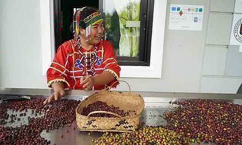 The IP coffee farmers of Tibolo