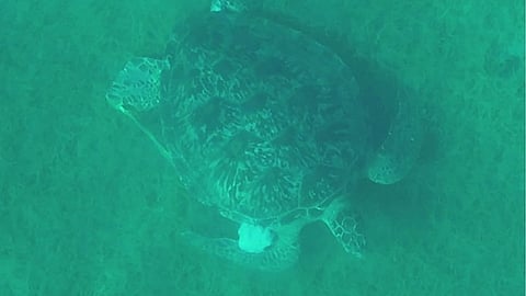 2 'endangered' nga pawikan nasiplatan