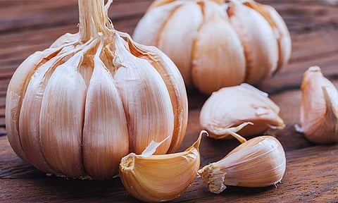 The Southern Philippines Medical Center–Animal Bite Treatment Center (SPMC-ABTC) raised alarm over a growing practice among bite victims: rubbing garlic on wounds.