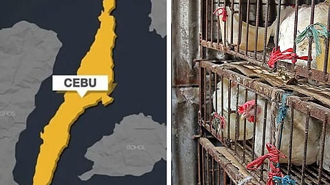 Cebu: 3rd in 2024 livestock production