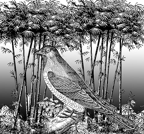 Sugilanon: Ang Kukok 