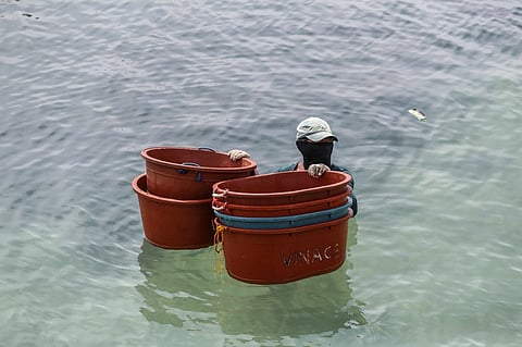 CATCH GOES ON. A fisherfolk wades through the waters off Nailon, Bogo City, carrying plastic tubs used to collect fish from incoming boats and deliver them to the port. Despite damaged roads and continuous aftershocks, many fisherfolk and coastal workers returned to their daily routines to sustain their livelihoods. / 
