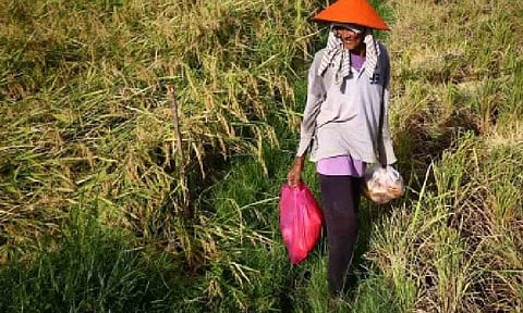 PROTECTING LOCAL FARMERS. A farmer works in a rice field in Barangay Hubangon, Mahinog, Camiguin in this photo taken on May 1, 2024. President Ferdinand R. Marcos Jr. on Tuesday (Oct. 14, 2025) announced that farmers affected by low farmgate palay (unhusked rice) prices will each receive PHP10,000 from the government. (PNA file photo by Joan Bondoc)