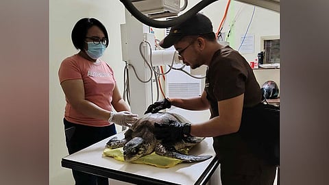 Olive Ridley Turtle released in Sta. Cruz Island