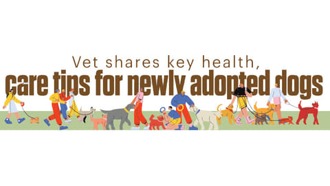 Vet shares key health, care tips for newly adopted dogs