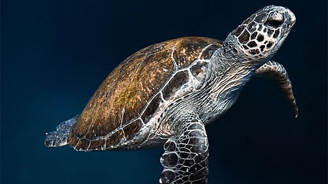 Green turtles: From endangered to thriving
