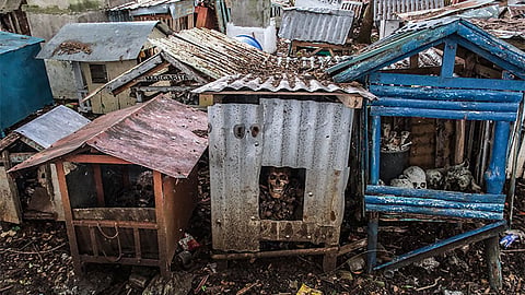 ‘Payag-Payag’: Where love lives on in Bogo’s makeshift cemetery homes