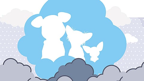 Why Cebu City’s ‘pet cemetery plan’ matters