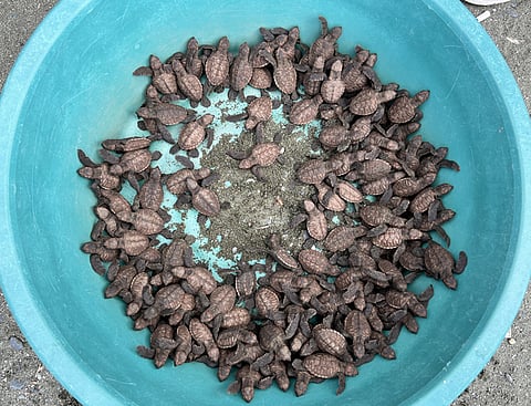 ZAMBOANGA. The Community Environment and Natural Resources Office leads the release last week of the 187 hatchlings of the critically endangered hawksbill sea turtle at the coast of East Poblacion village, Manukan, Zamboanga del Norte.