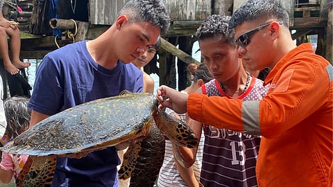 CGDSEM and MEPG-SEM rescued a juvenile critically endangered hawksbill sea turtle (Eretmochelys imbricata) along the Sasa shoreline in Davao City. The turtle was transferred to the Aboitiz Cleanergy Park in Punta Dumalag for monitoring and conservation.