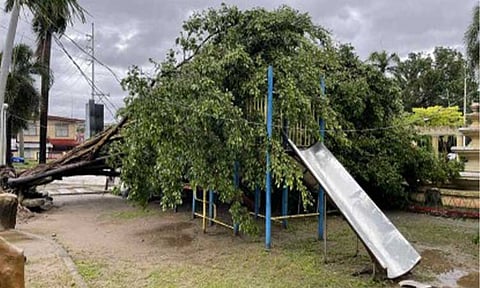 IMPACT. A fallen tree leans on power lines in Malasiqui, Pangasinan on Monday (Nov. 10, 2025) after Super Typhoon Uwan (Fung-wong) hit several parts of Luzon and the Visayas on Sunday (Nov. 9). The National Electrification Administration said nearly three million households were affected by power outages. (PNA photo by Hilda Austria)