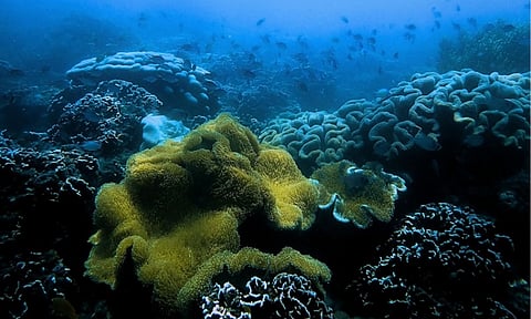 CORAL REEFS DISCOVERED IN PANABO CITY. A hidden underwater treasure has been unveiled along the coastal waters of Panabo City, as a team from the City Environment and Natural Resources Office (Cenro), in collaboration with the City Agriculture Office – Fisheries Development Section and the Bureau of Fisheries and Aquatic Resources – National Mariculture Center (BFAR-NMC), successfully discovered and verified coral reef formations during a recent ground-truthing and local mapping activity.
