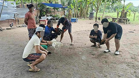 7 sikop sa tigbakayan sa Talisay
