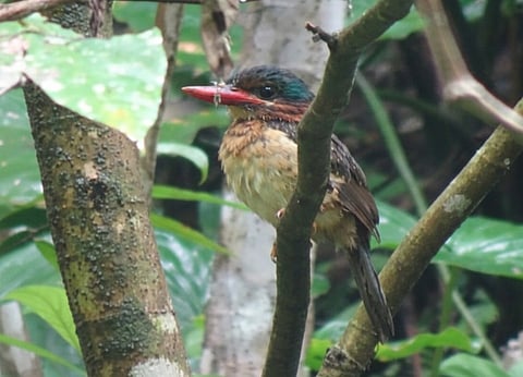 Blue-capped kingfisher