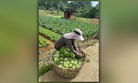 November inflation seen easing to 1.1%-1.9%