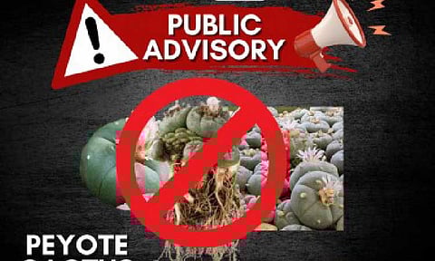 (Infographics courtesy of PDEA)