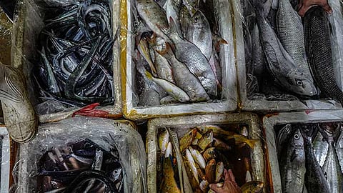 Seafood shock: Pasil shoppers scramble for cheaper catch