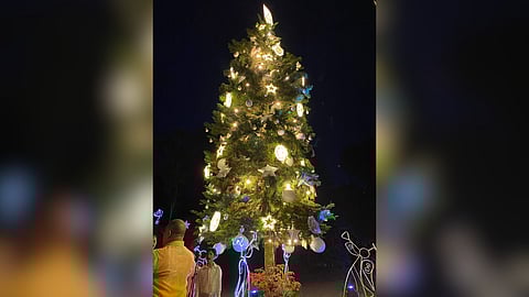 Eden Nature Park lights up giant Araucaria pine tree, launches holiday deals and hampers