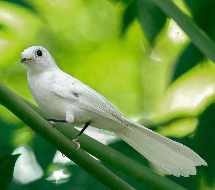 Philippine Pied Fantail sighted in Great Sta. Cruz Island