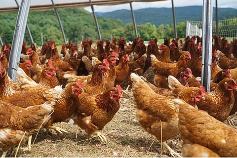 Japan reports avian influenza outbreak in Hokkaido